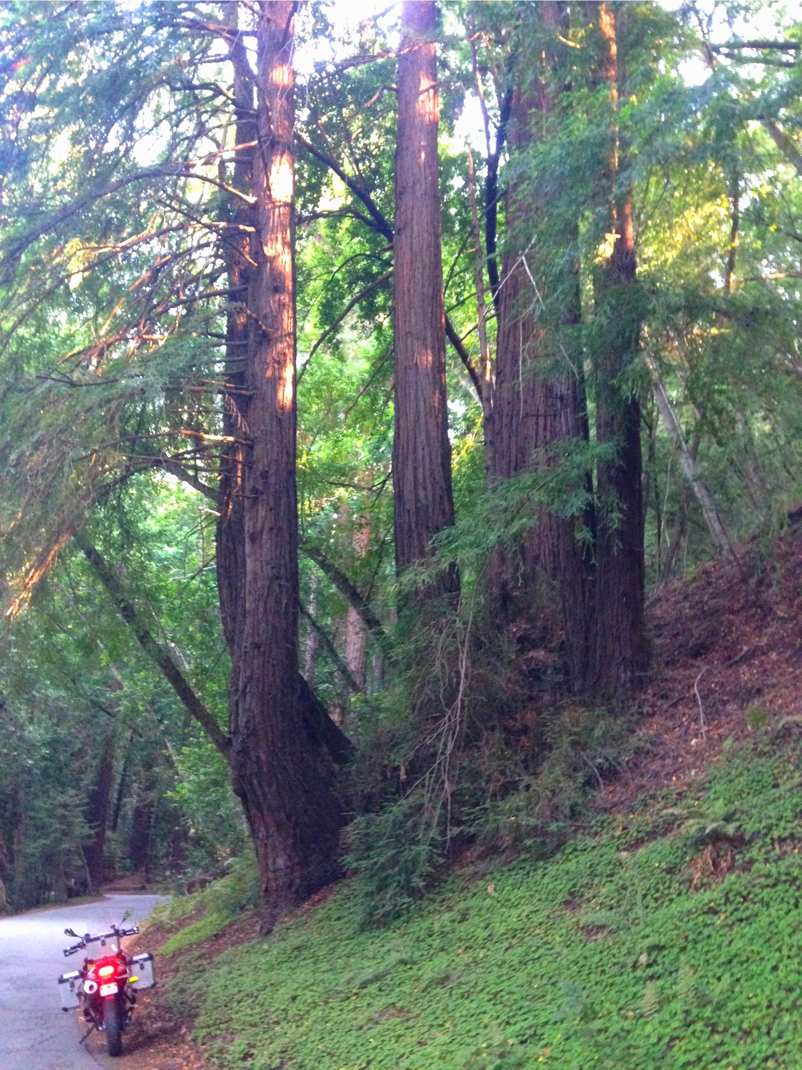 Redwoods towering over the road with the motorcycle below