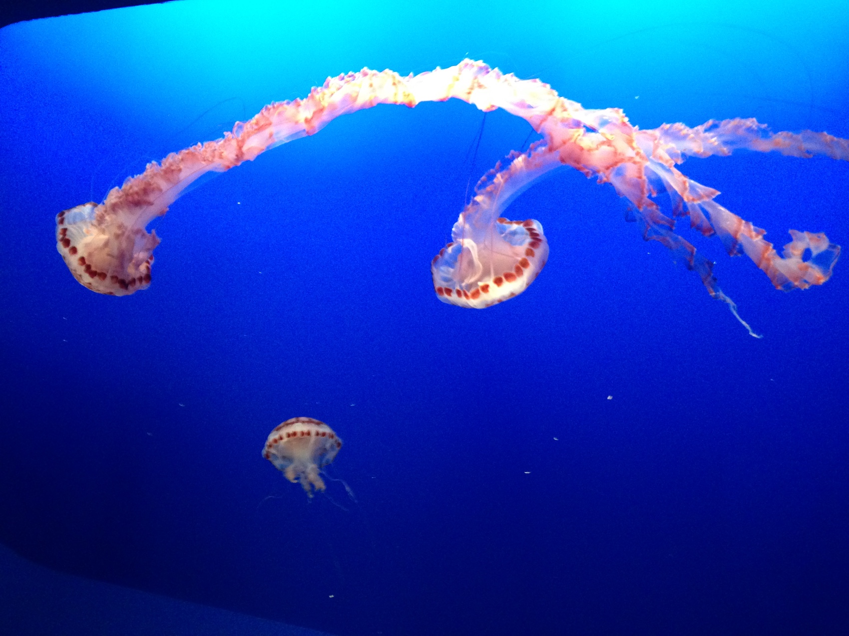 Jellyfish rising in a deep blue tank at the Monterey aquarium