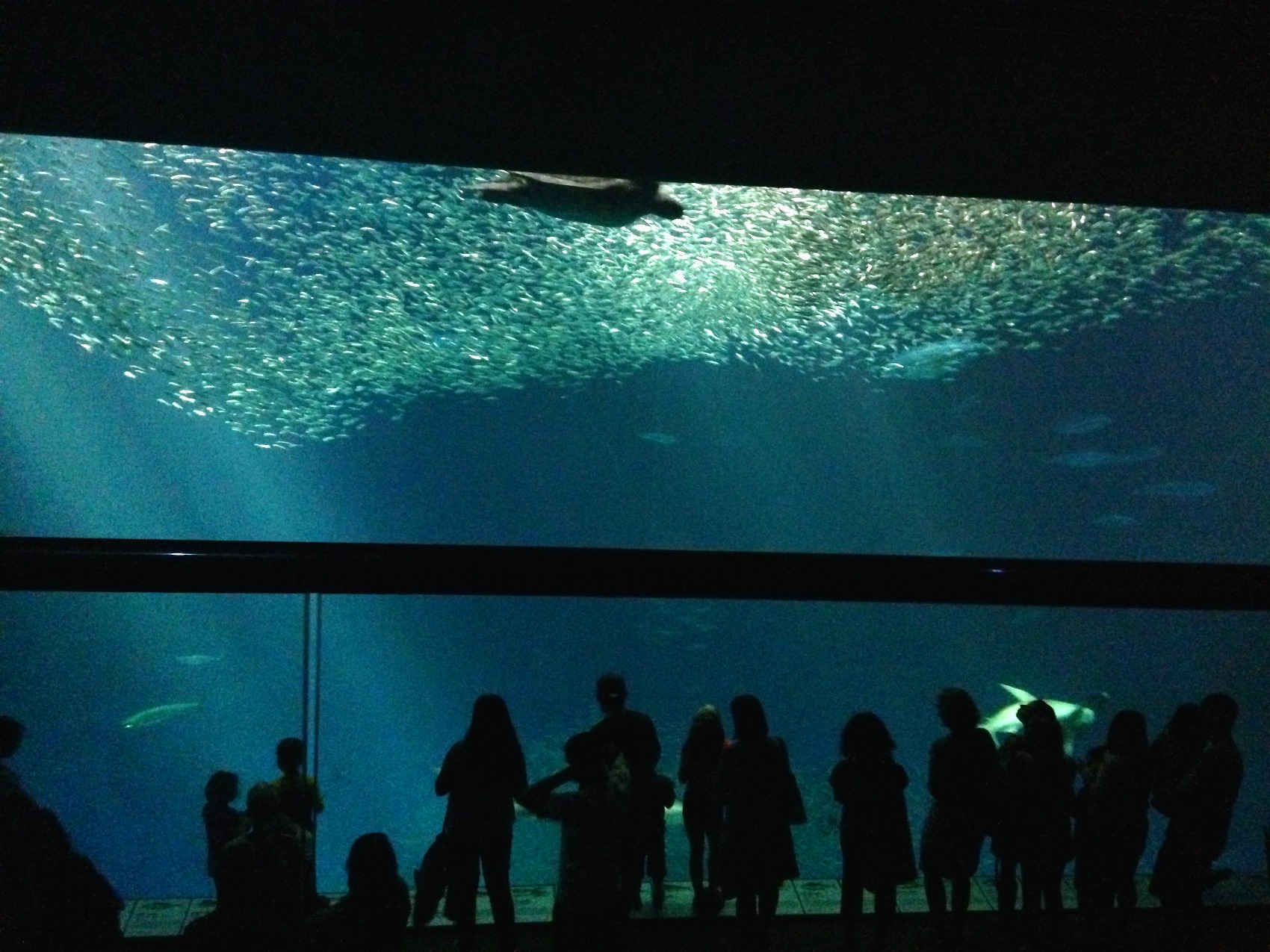 A shoal of sardines and visitors in silhouette against the glass