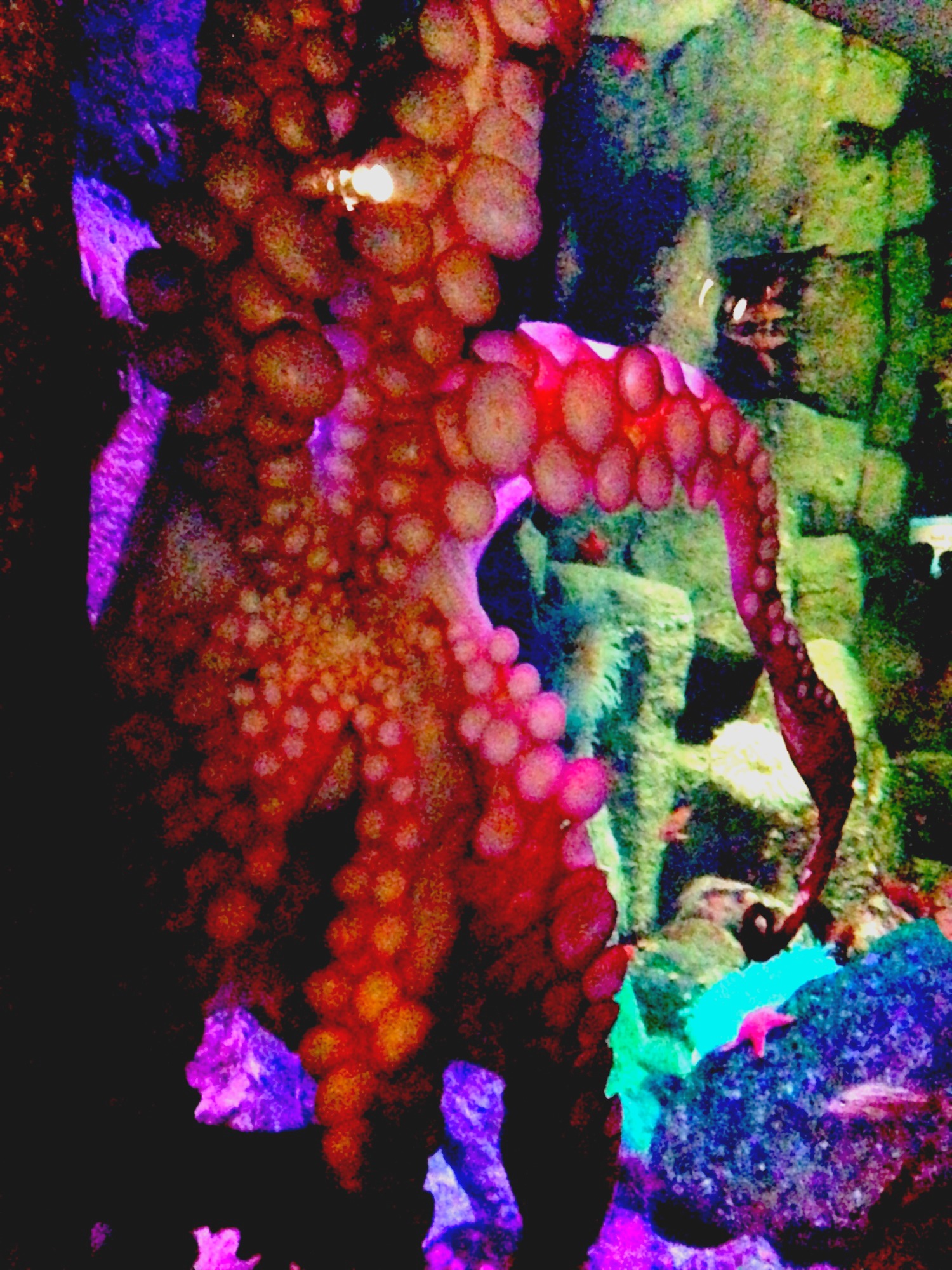 A giant Pacific octopus pressed against the aquarium glass