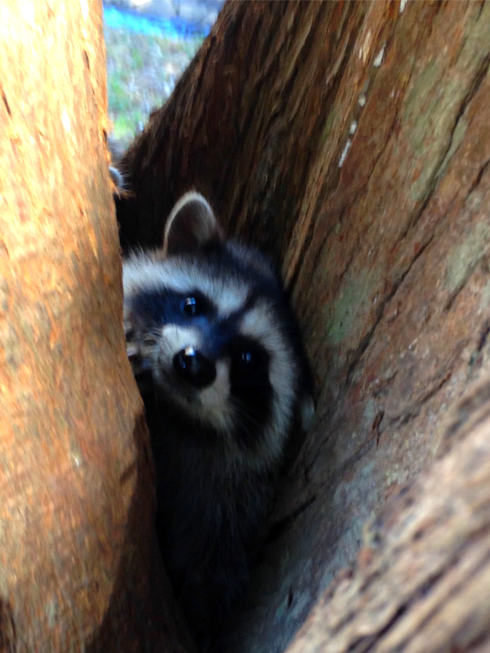 A raccoon looking out from between two tree trunks