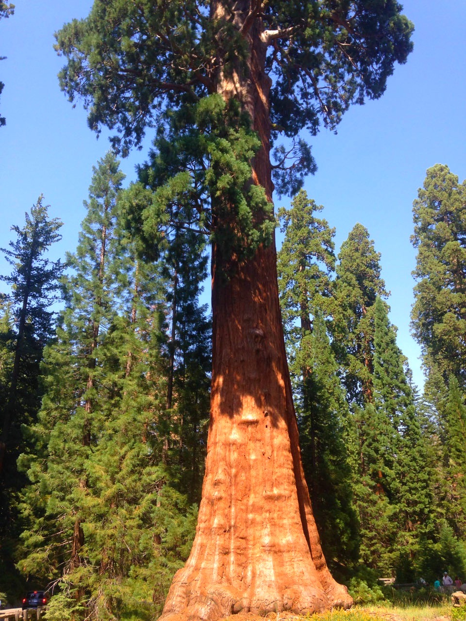 A giant sequoia rising above the surrounding forest