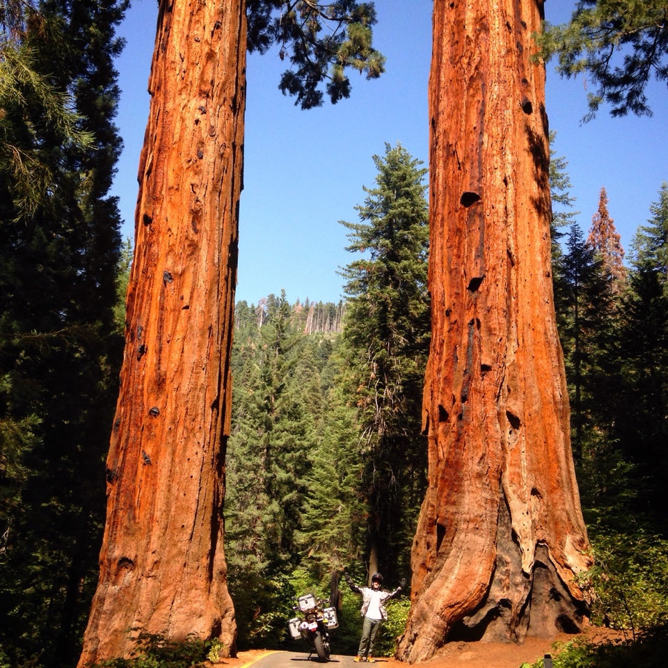 Rodrigo standing with arms out between two giant sequoia trunks