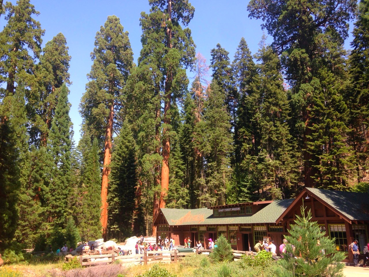 The Giant Forest Museum among the sequoias