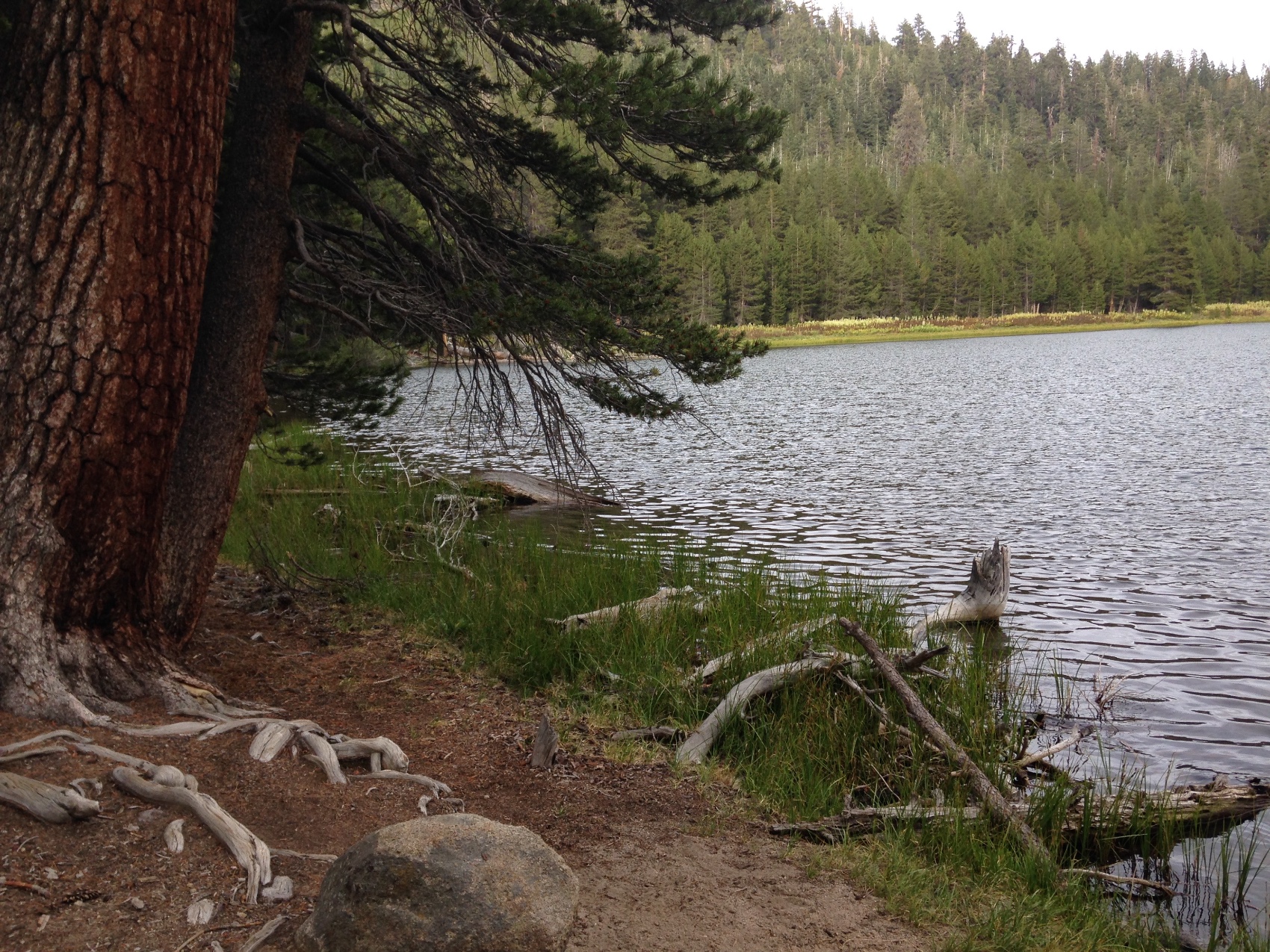 The shore of a still forest lake with a pine and fallen branches