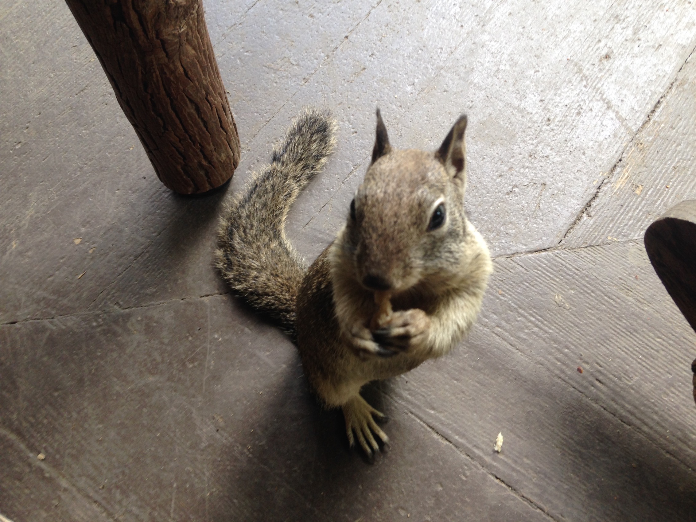 A park squirrel sitting up on a timber floor