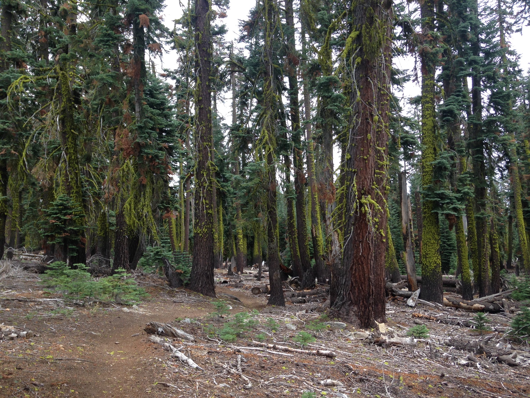Tall pines hung with green lichen along a forest trail