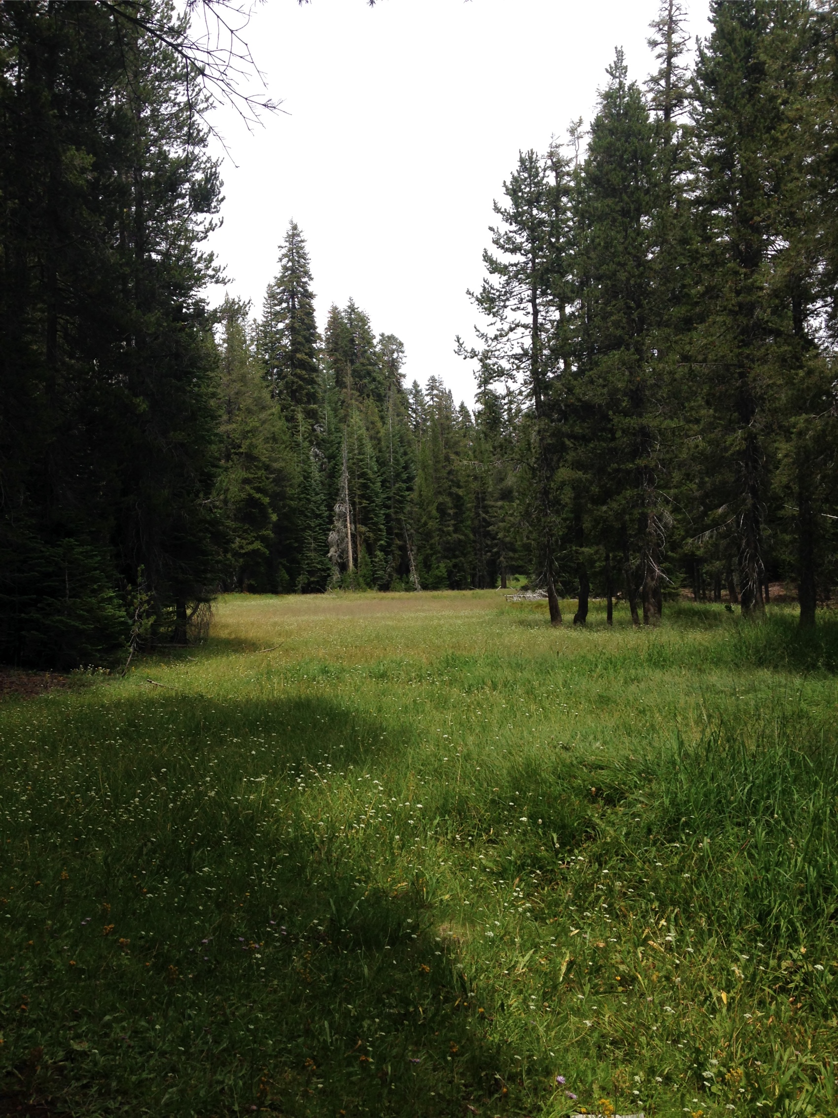 A long meadow set among the pines