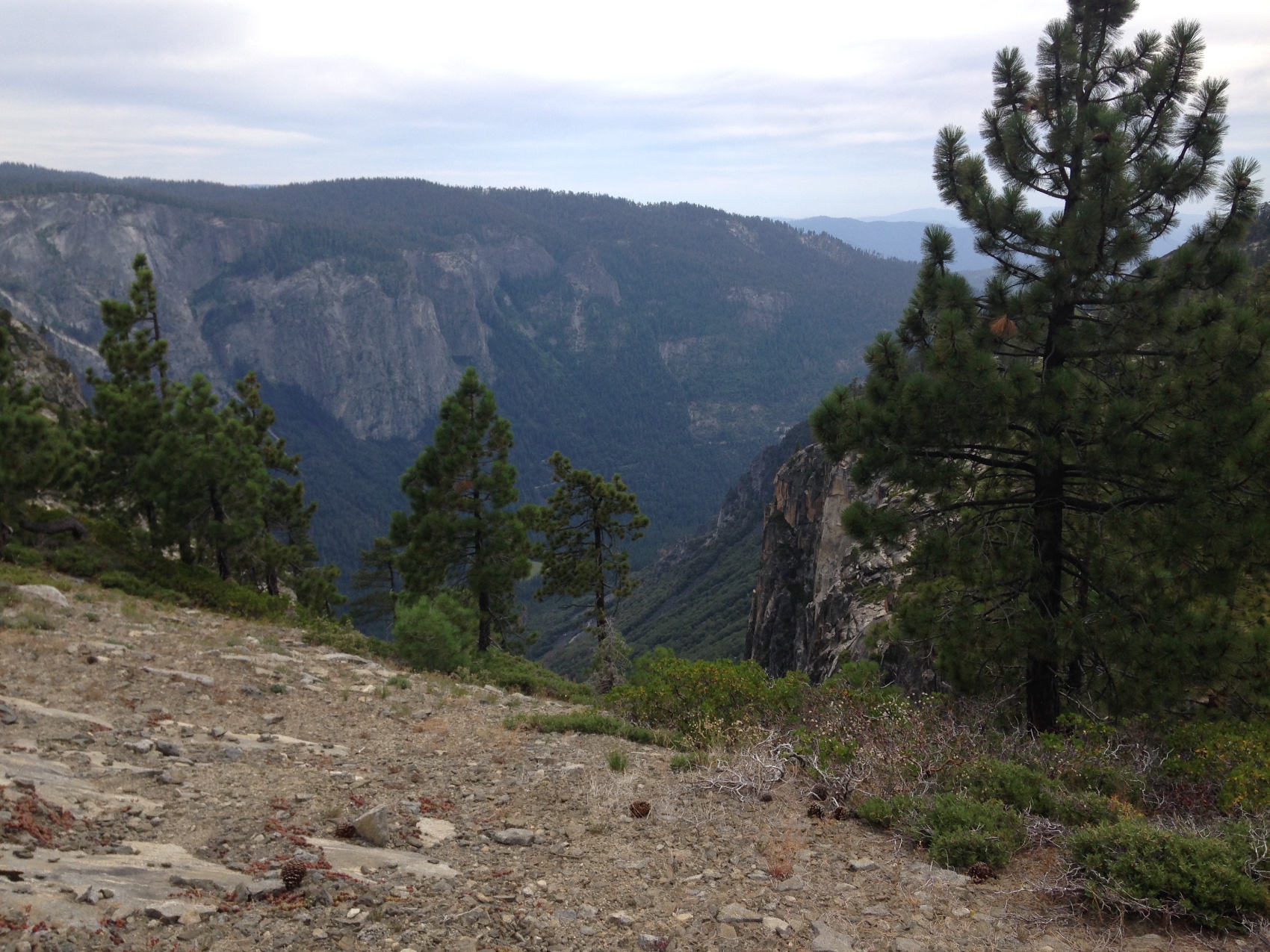 The canyon opening below where the forest breaks off