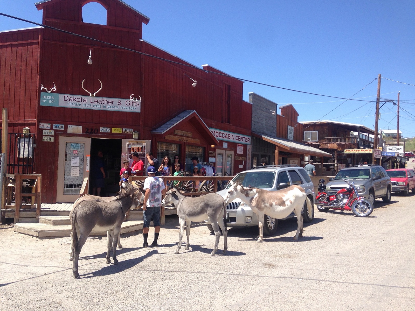 Wild burros standing in the main street of Oatman, Arizona