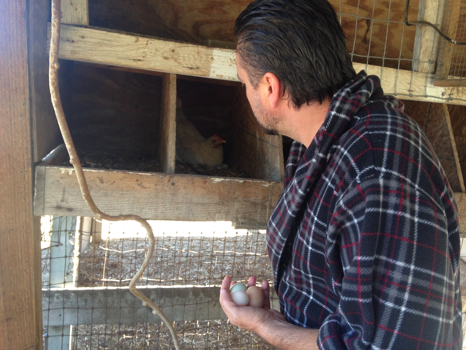 Randy collecting eggs from his chicken coop
