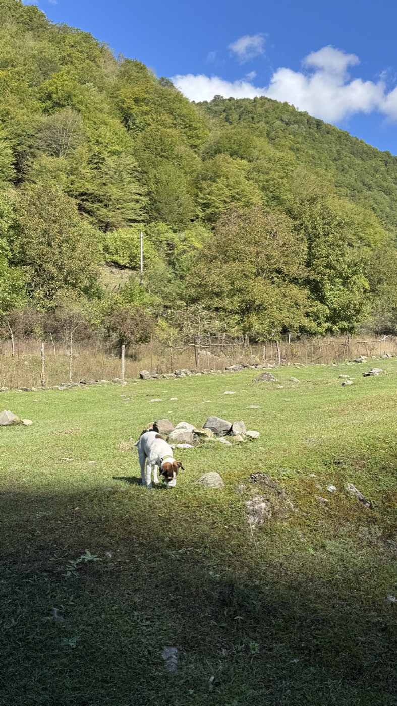 Georgia, 2025