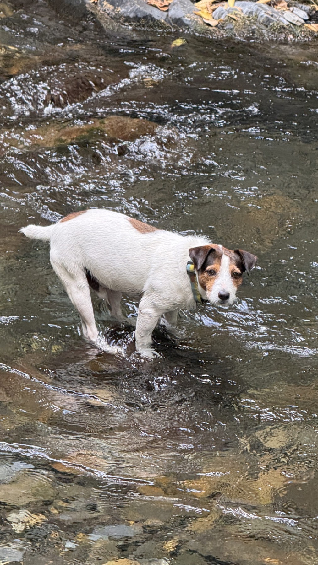 Jacko standing in a shallow river