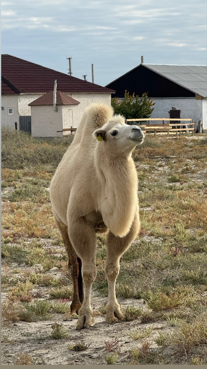 Kazakhstan, 2025