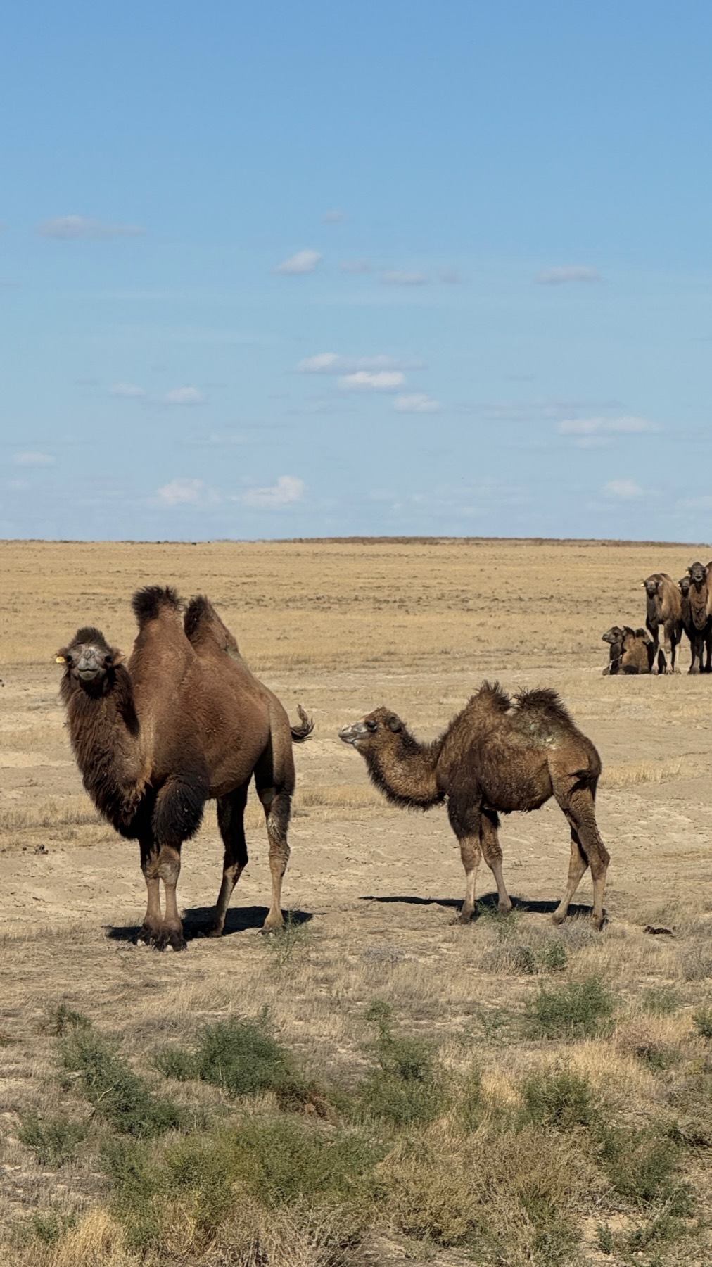 Two Bactrian camels on the open steppe with a herd behind them