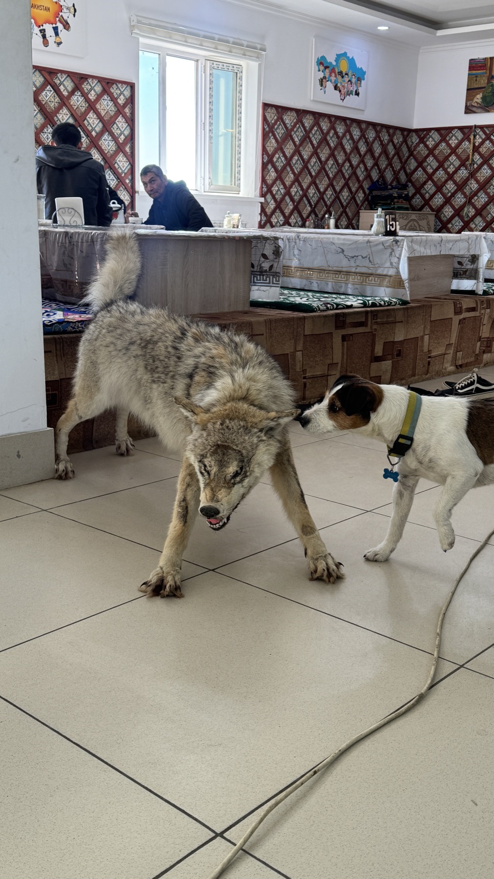 Jacko sniffing a mounted wolf on the floor of a roadside restaurant