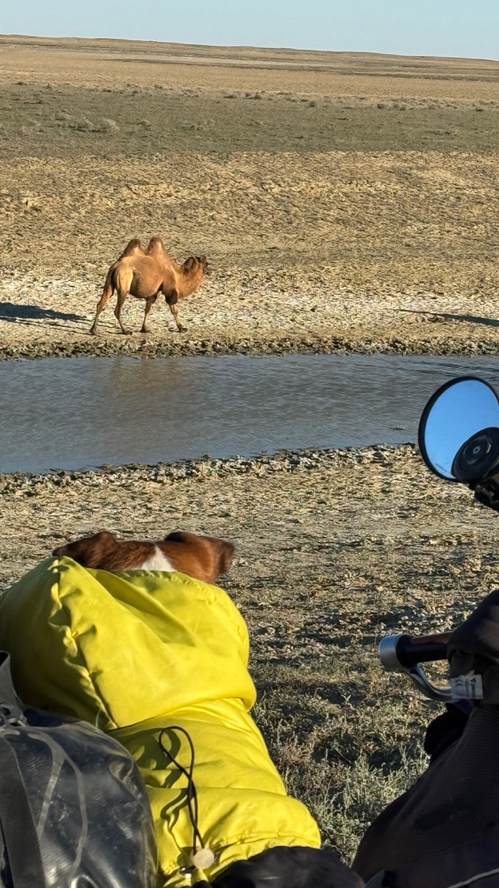 A camel beside a waterhole seen from the motorcycle, with Jacko watching from the luggage