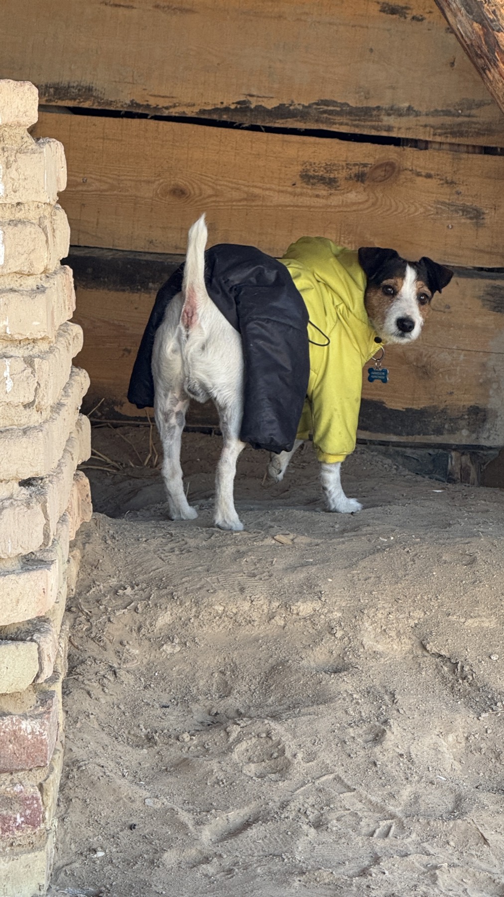 Jacko in his yellow coat beside a mud brick wall