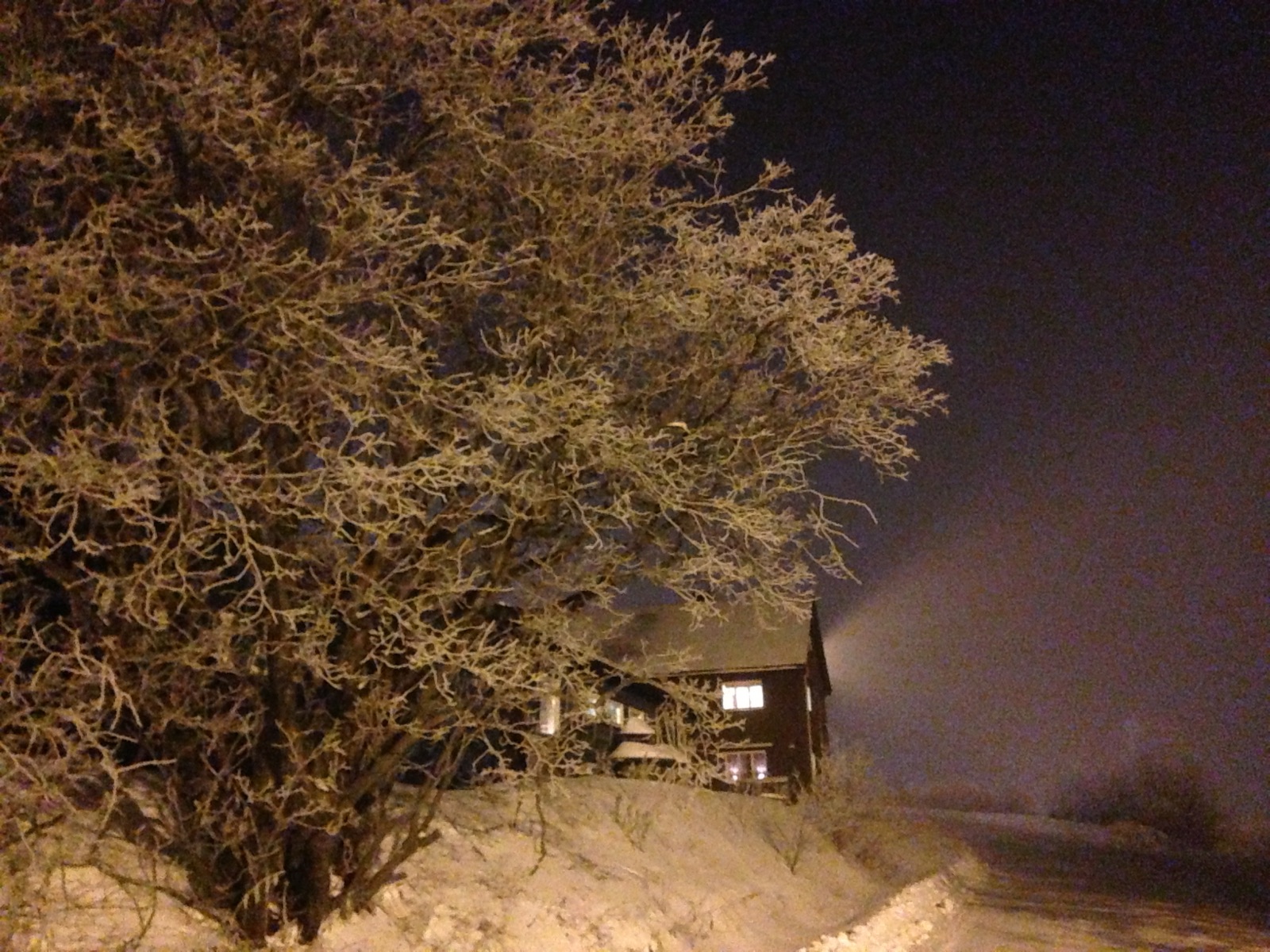 A tree completely white with hoarfrost under a street lamp