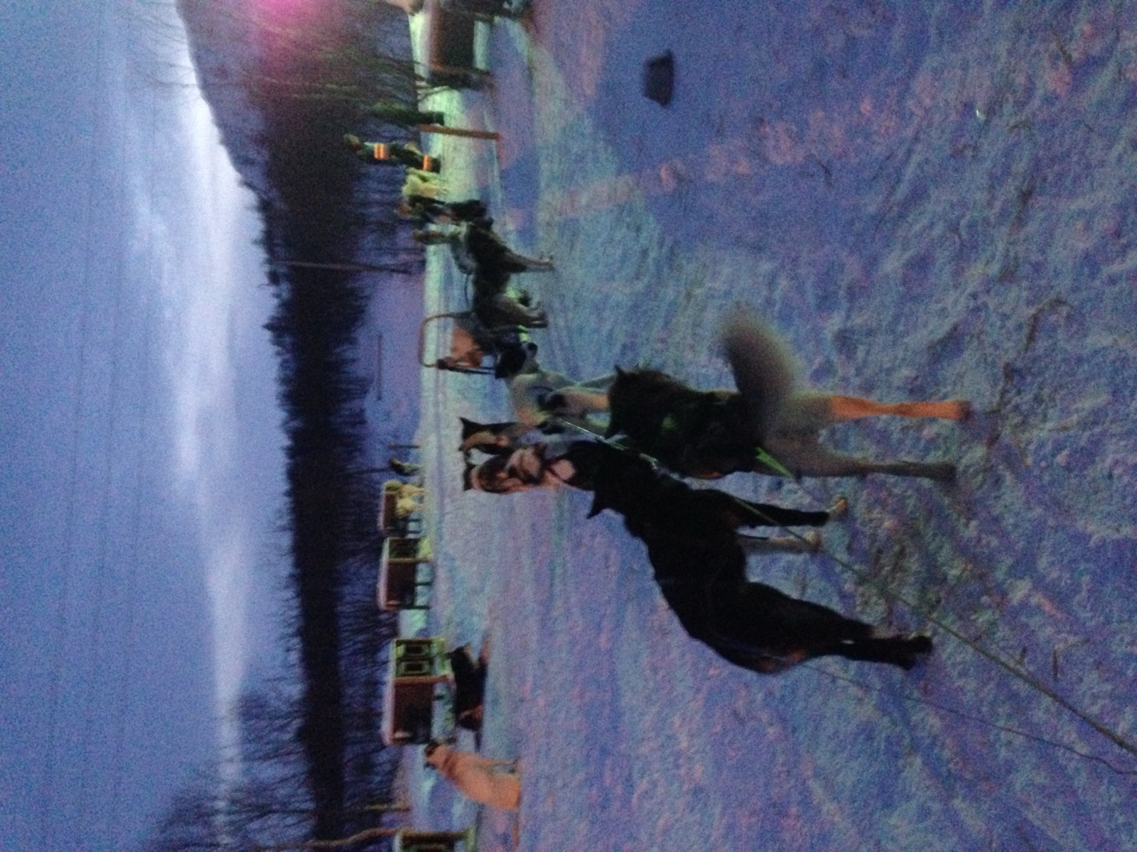 Husky dogs harnessed in blue twilight