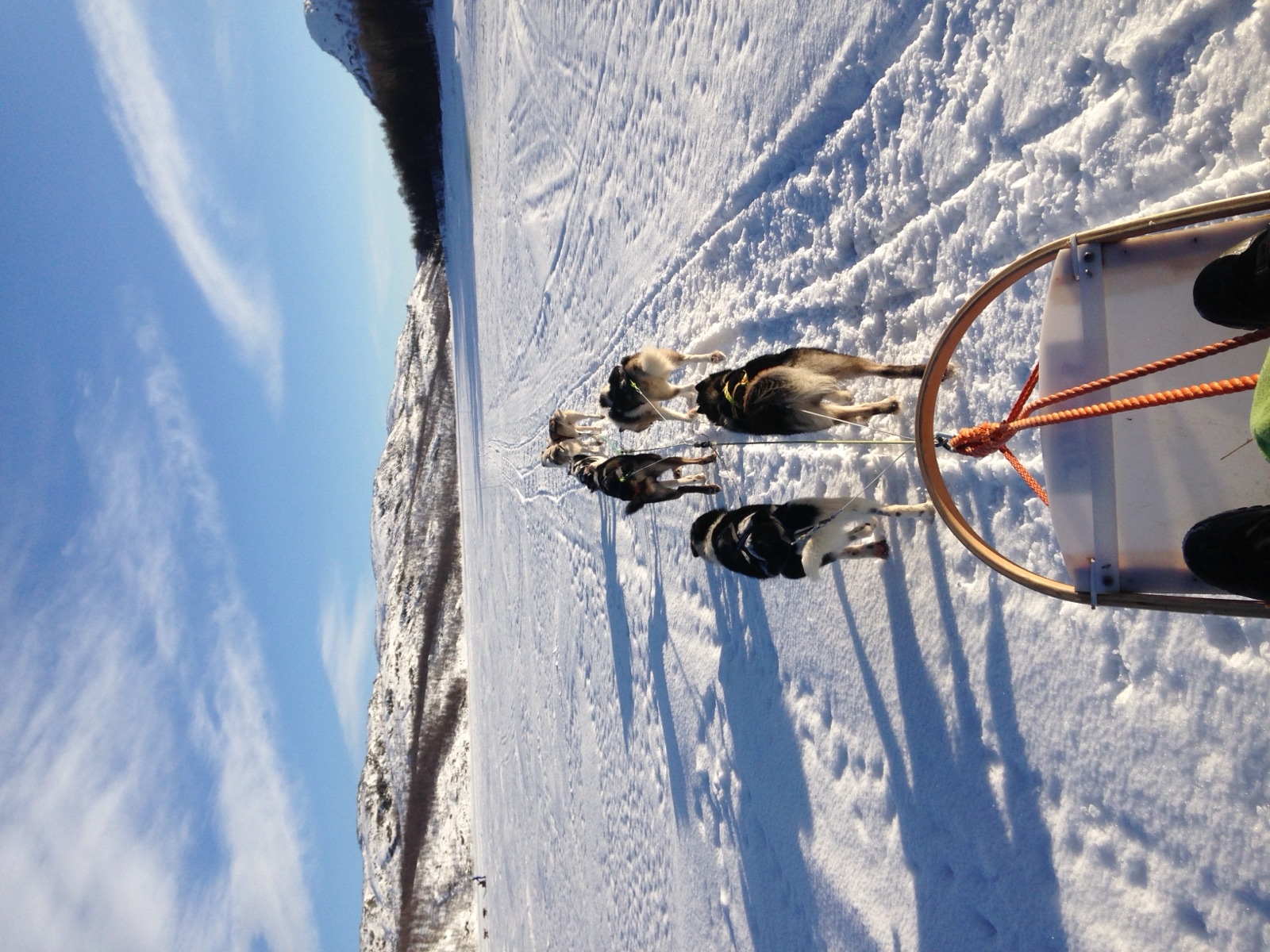 The dogs pulling the sled under sun and blue sky