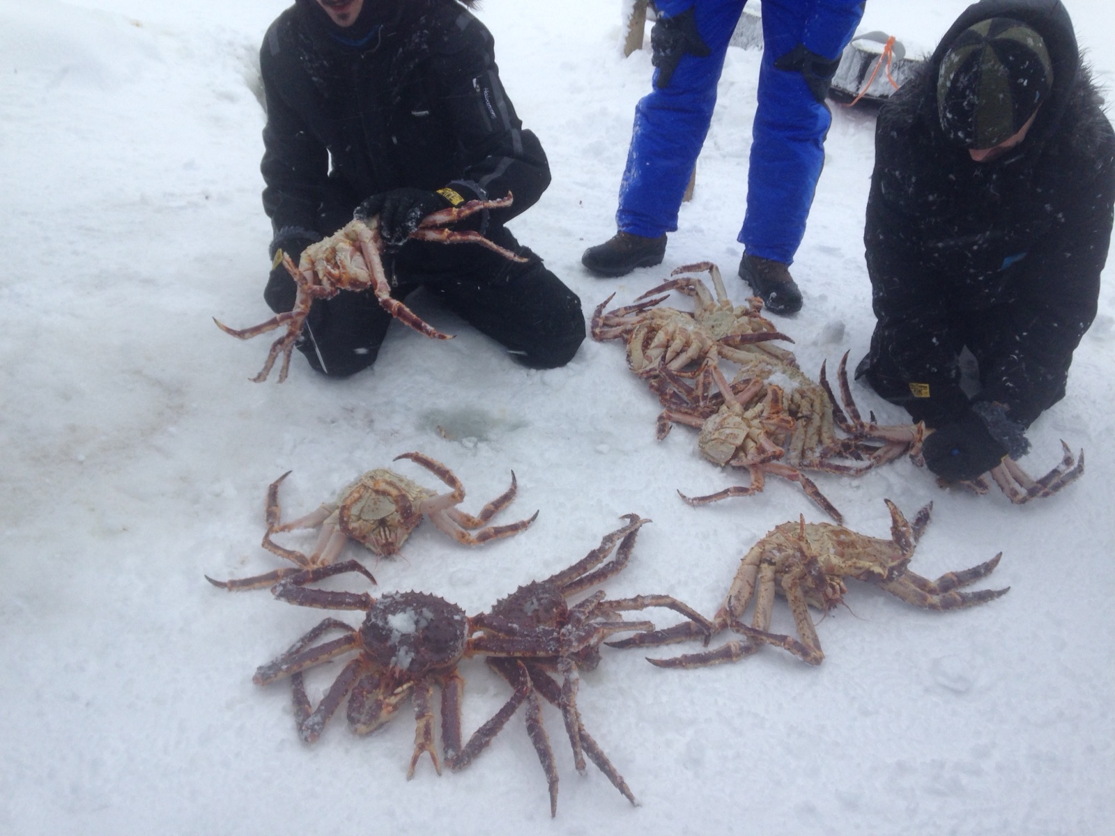 A dozen king crabs on the snow