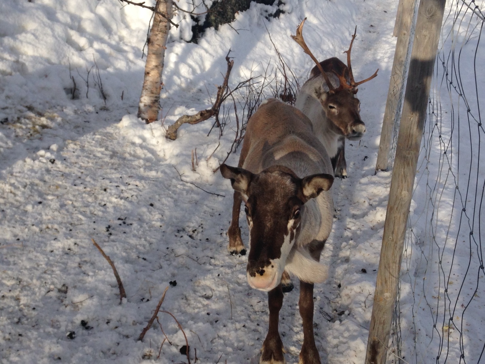 A reindeer behind a fence in the snow