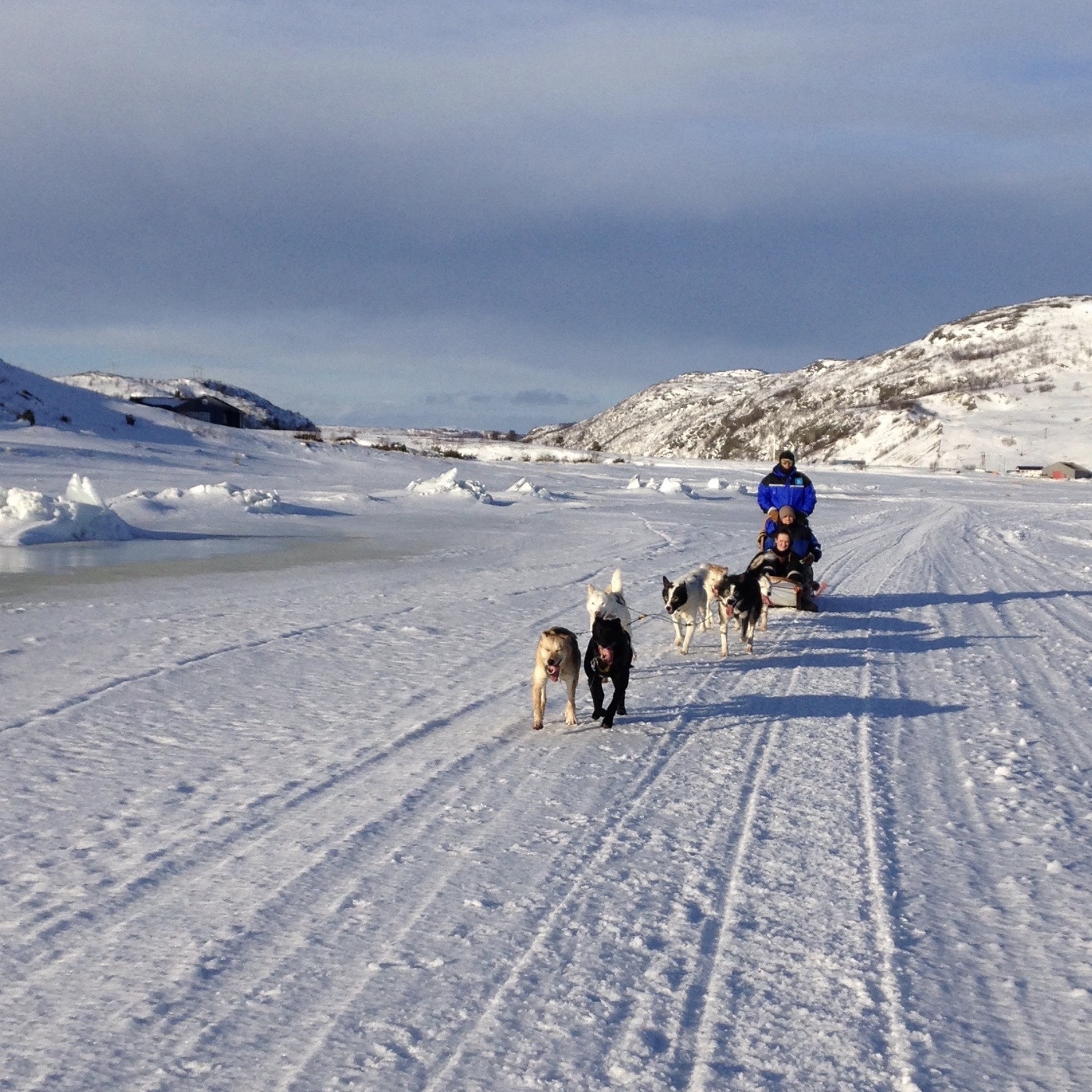Husky dogs pulling a sled in full sun