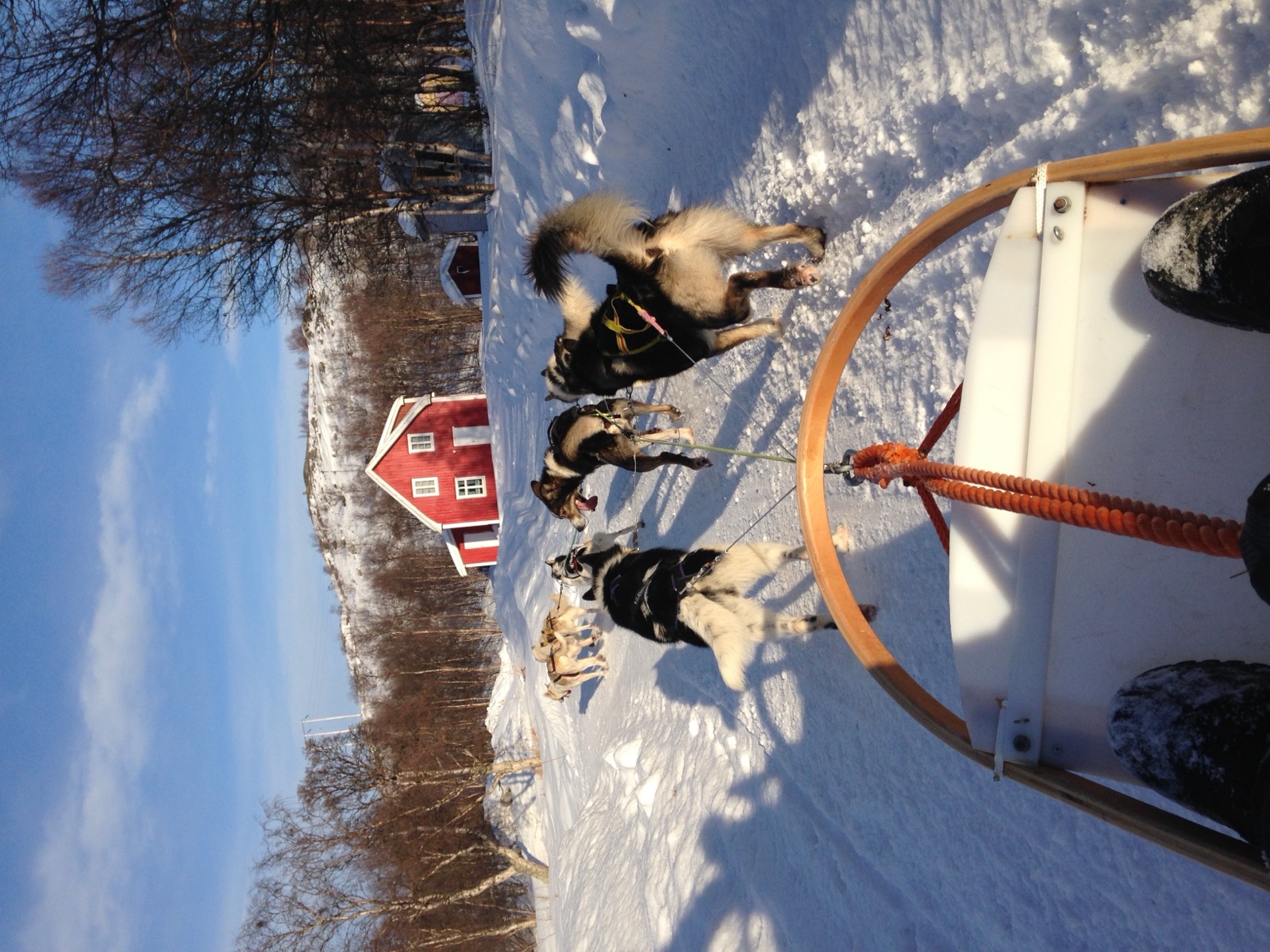 A husky team pulling a sled past a red Norwegian house