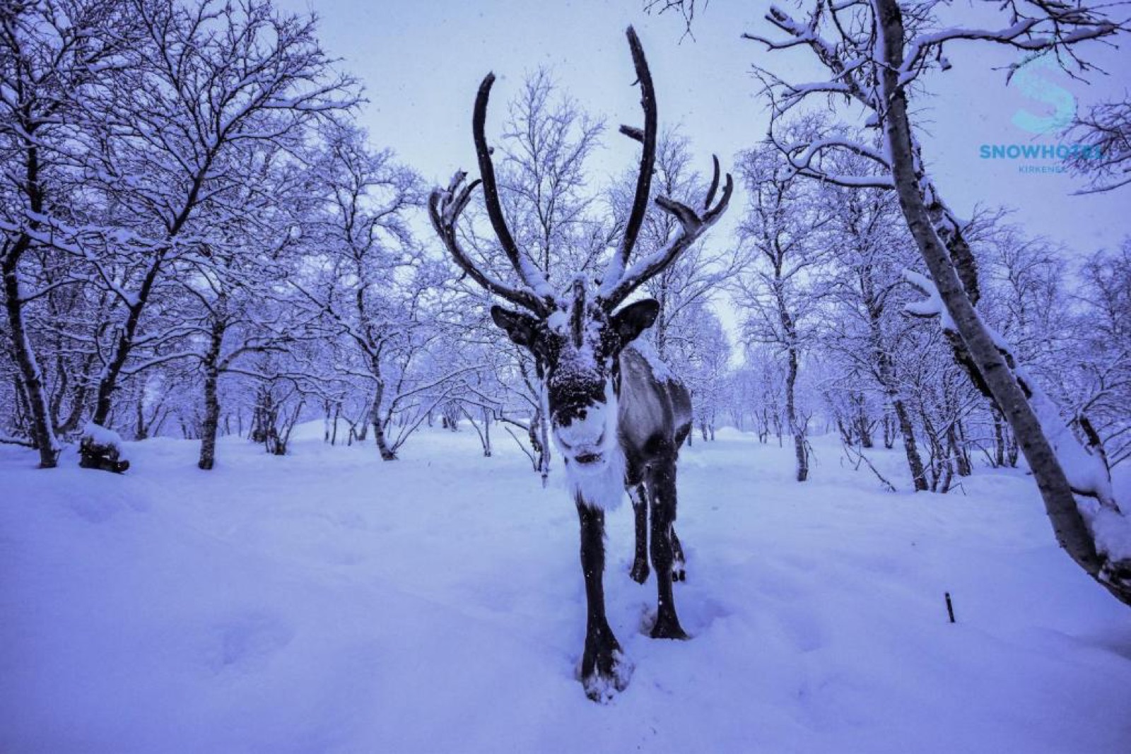 A reindeer standing in snow-covered birch woods near Kirkenes