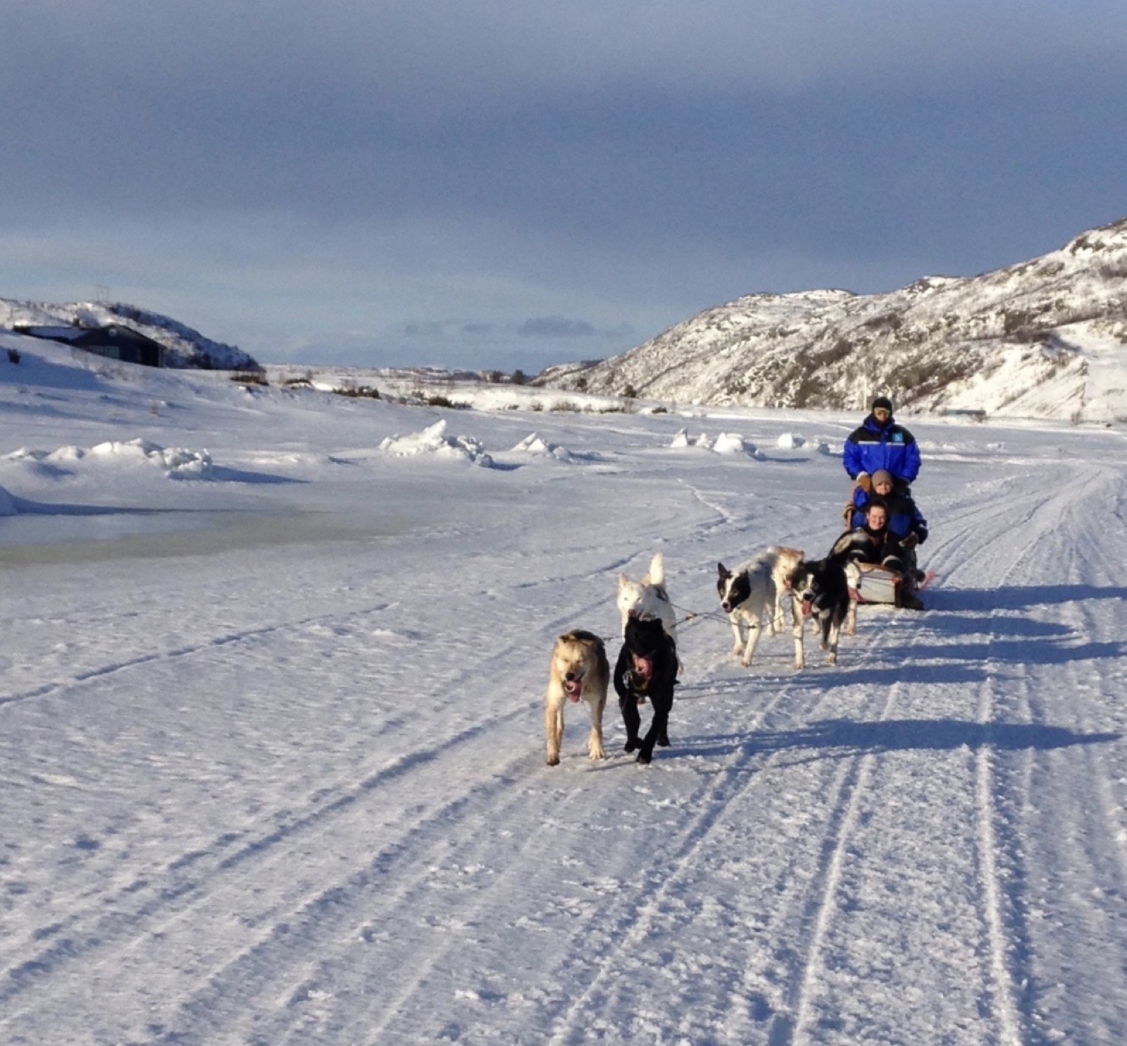A husky team pulling a sled straight towards the camera on the snow