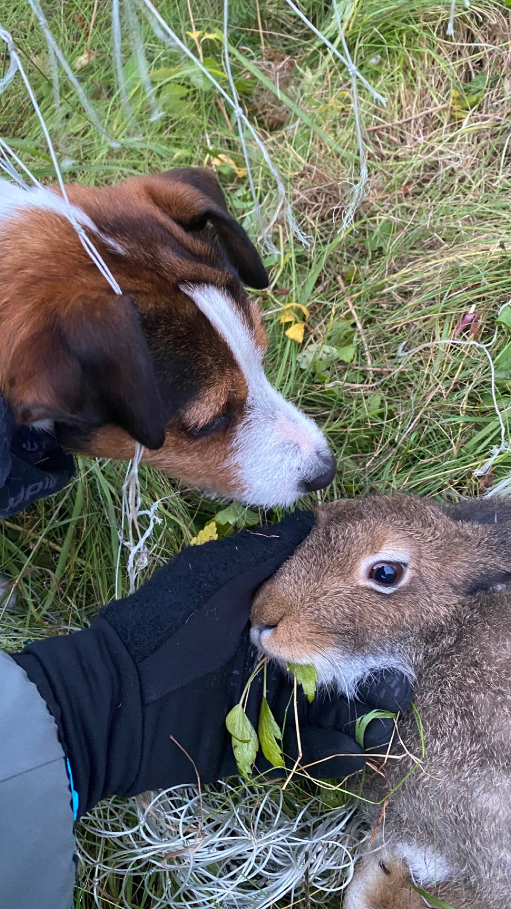 Jacko nose to nose with a reindeer