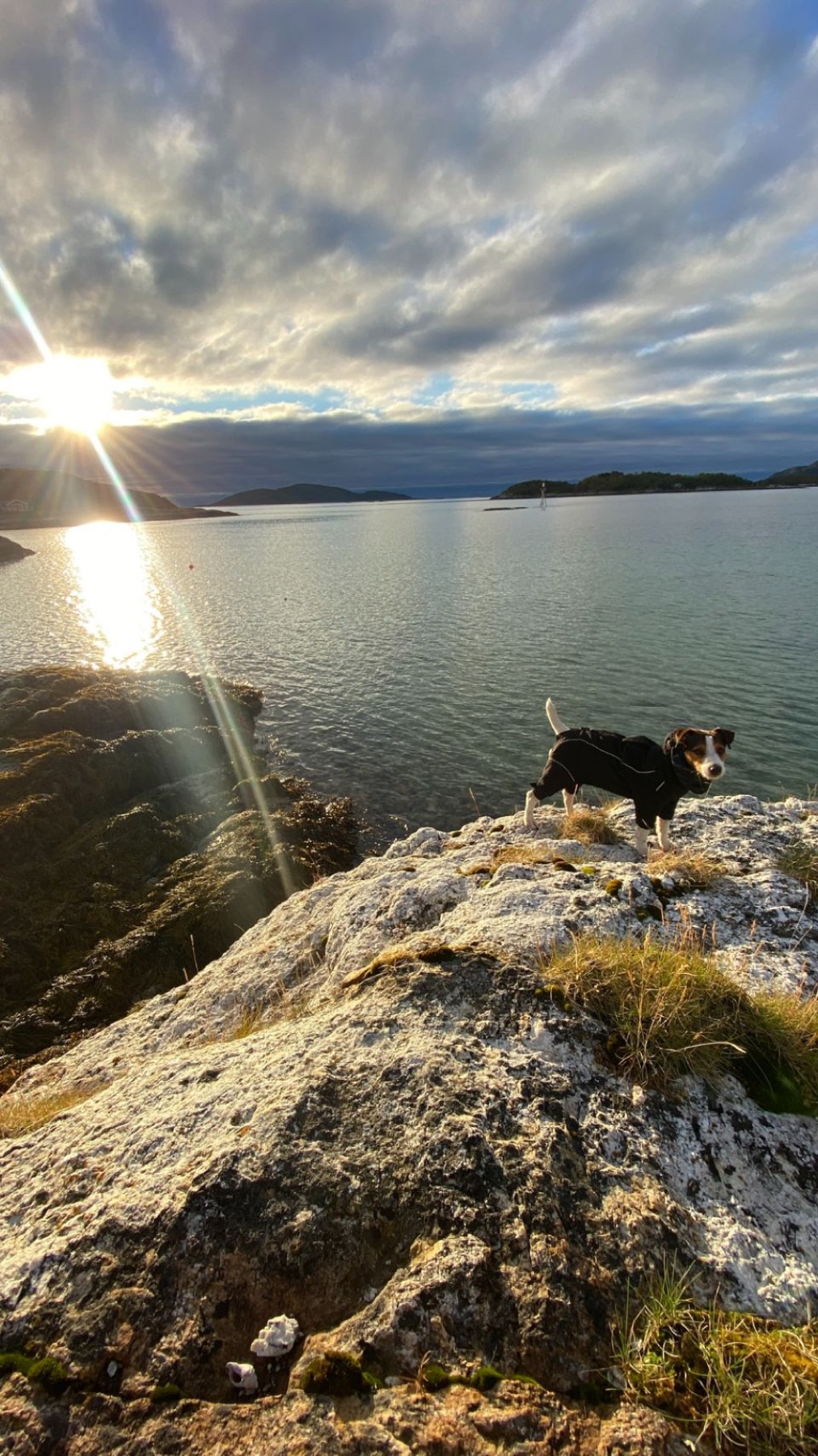 Jacko on a rock above a fjord at sunset