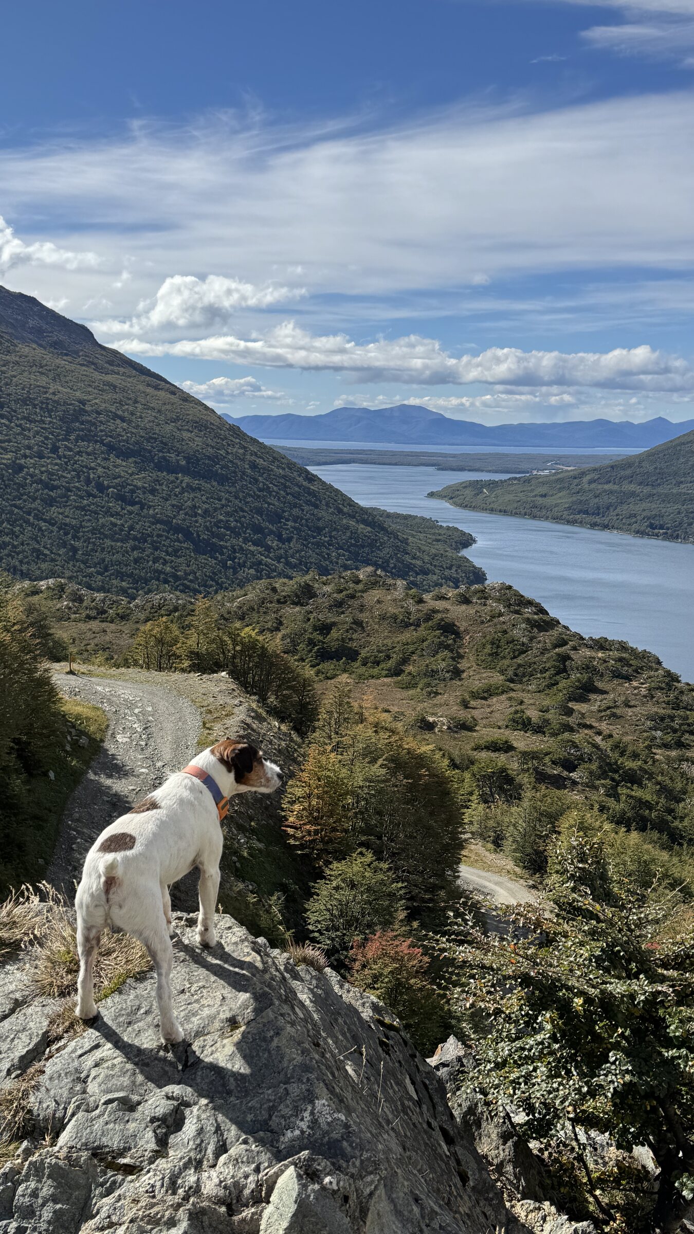 Jacko looking over a winding road through southern forest