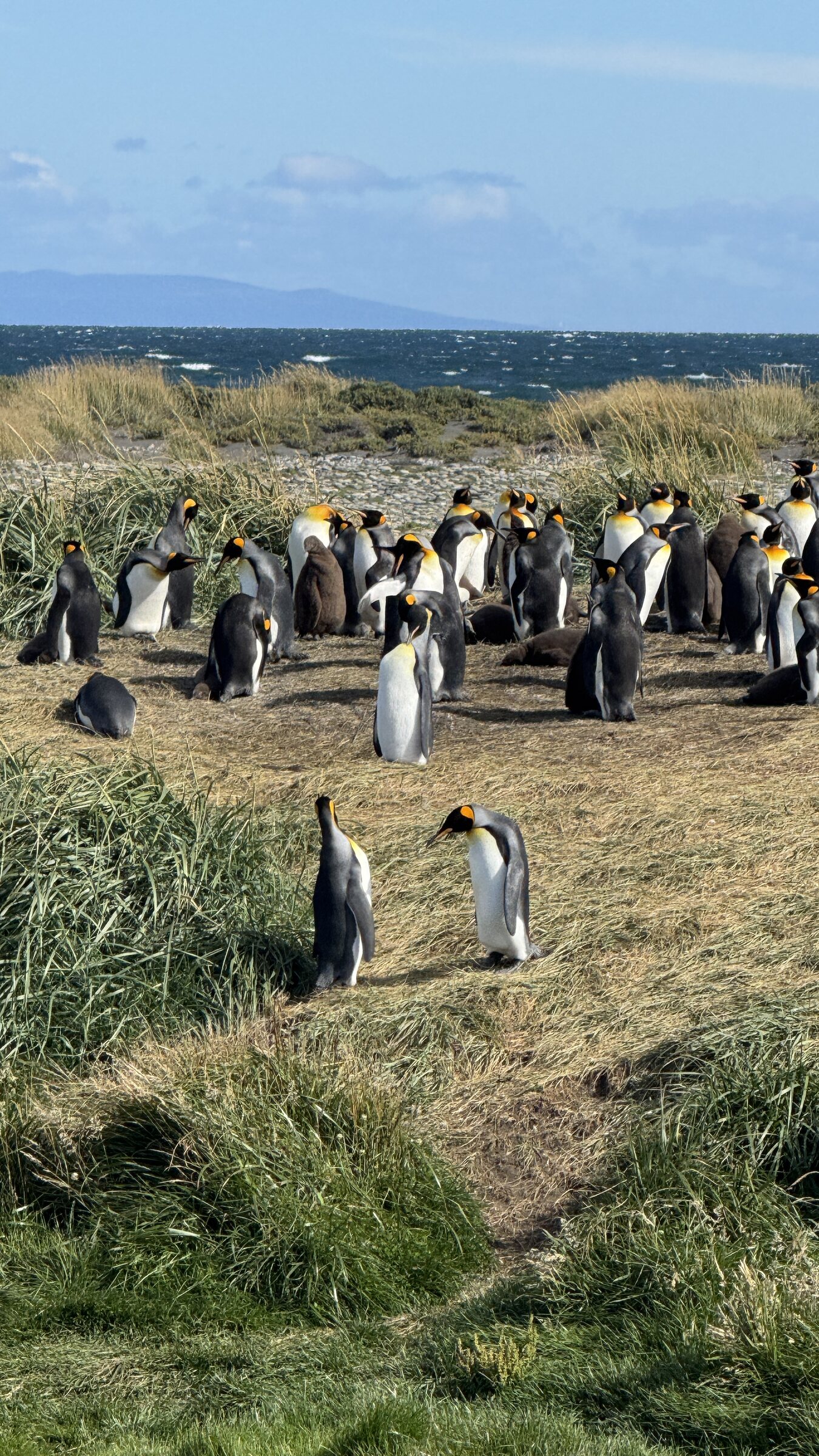 A colony of king penguins photographed during Patagonia 2026