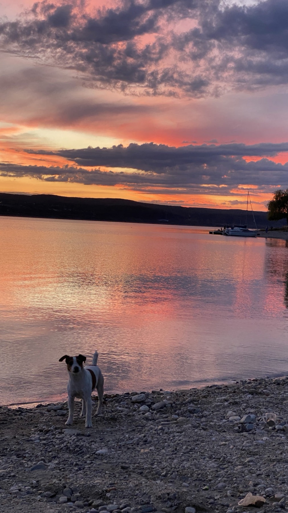 Jacko standing on the stones at the edge of the lake with a pink sunset behind