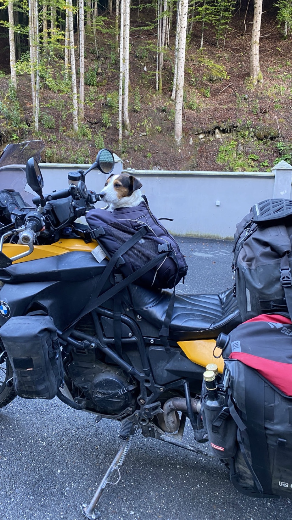 Jacko sitting on the tank bag of the motorcycle in the forest