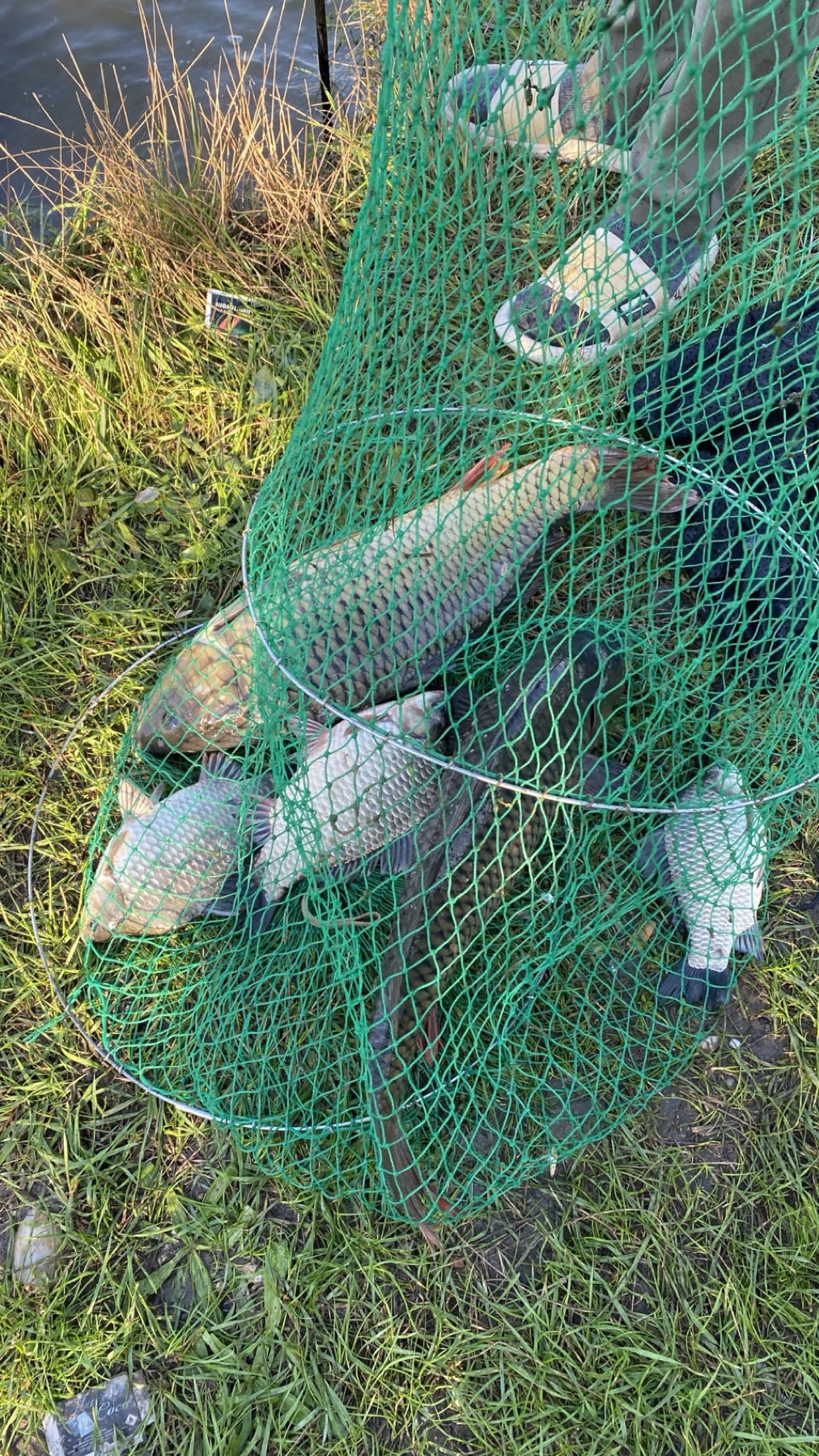 A keep net full of carp held up at the water's edge