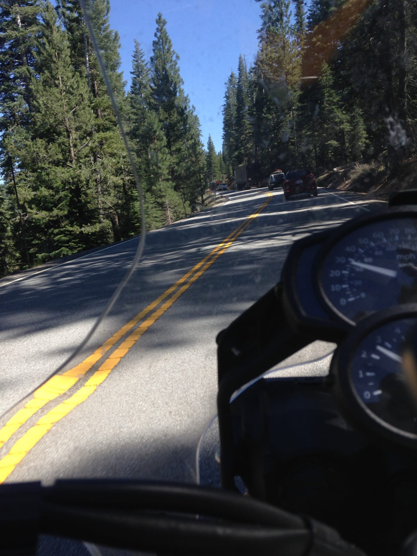 Pine forest beside the road