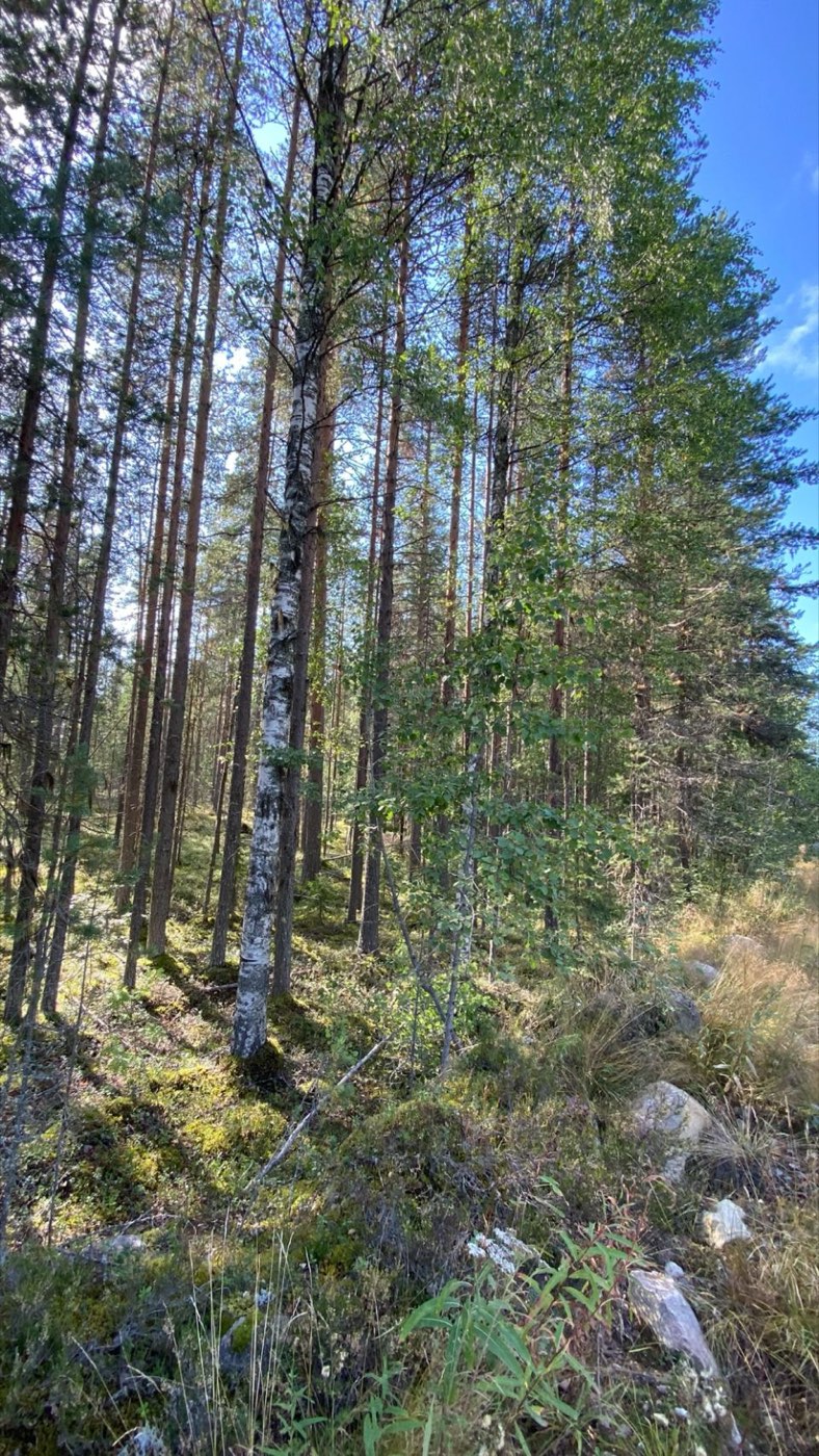 Karelia, 2022