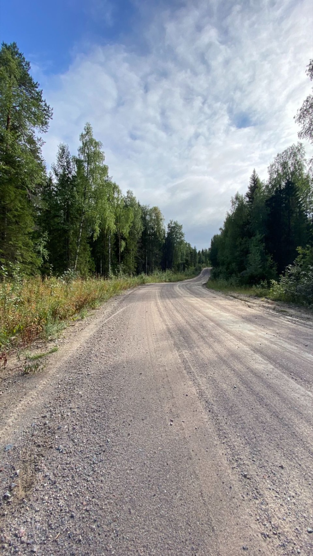 A gravel road running into pine forest