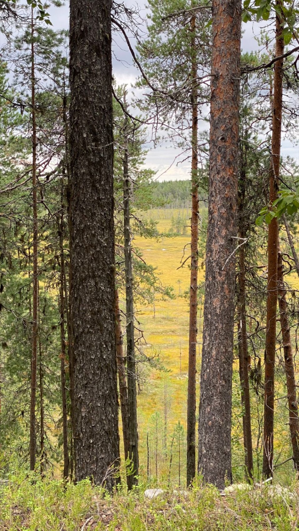 Tall pines beside a Karelian road