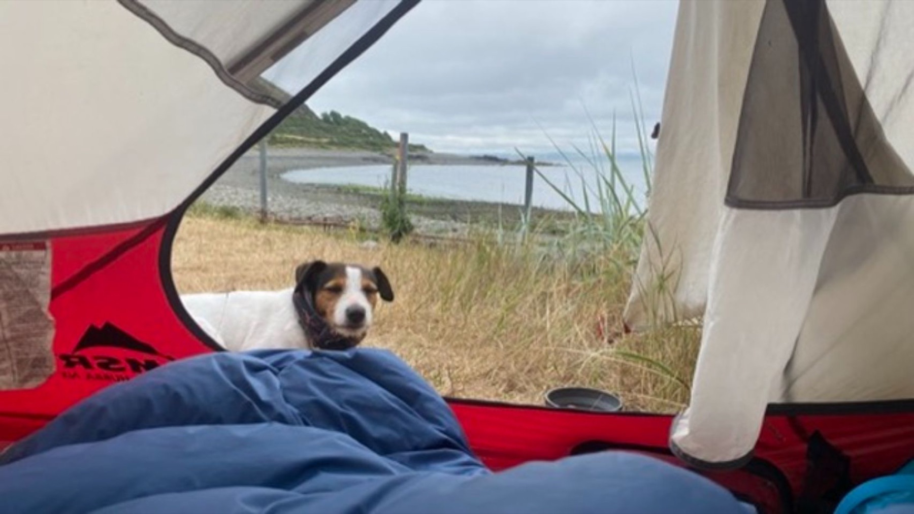 Jacko lying inside the tent