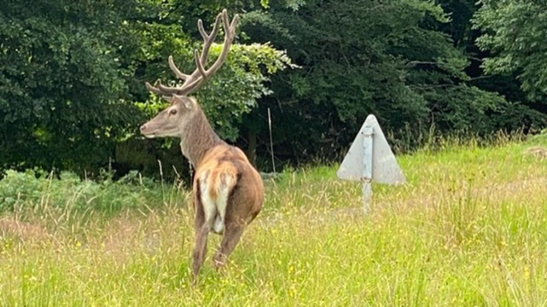 A red deer stag standing in long grass beside the road
