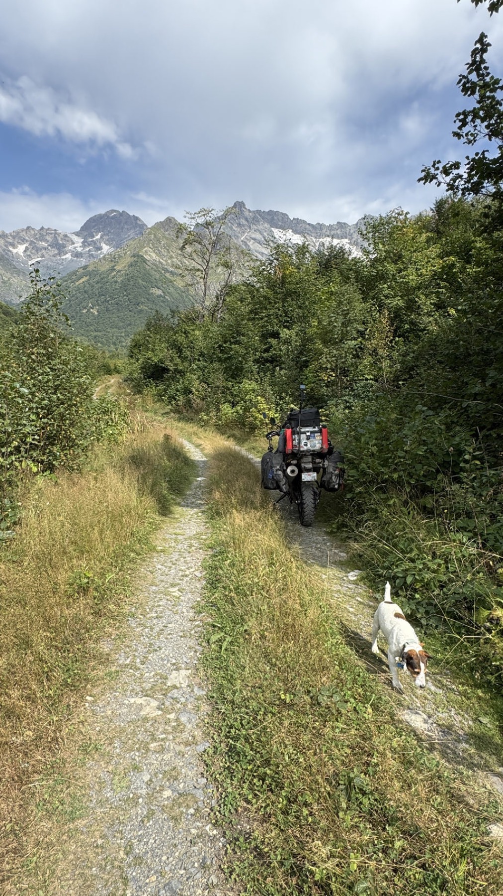 A grass and gravel track climbing between the trees