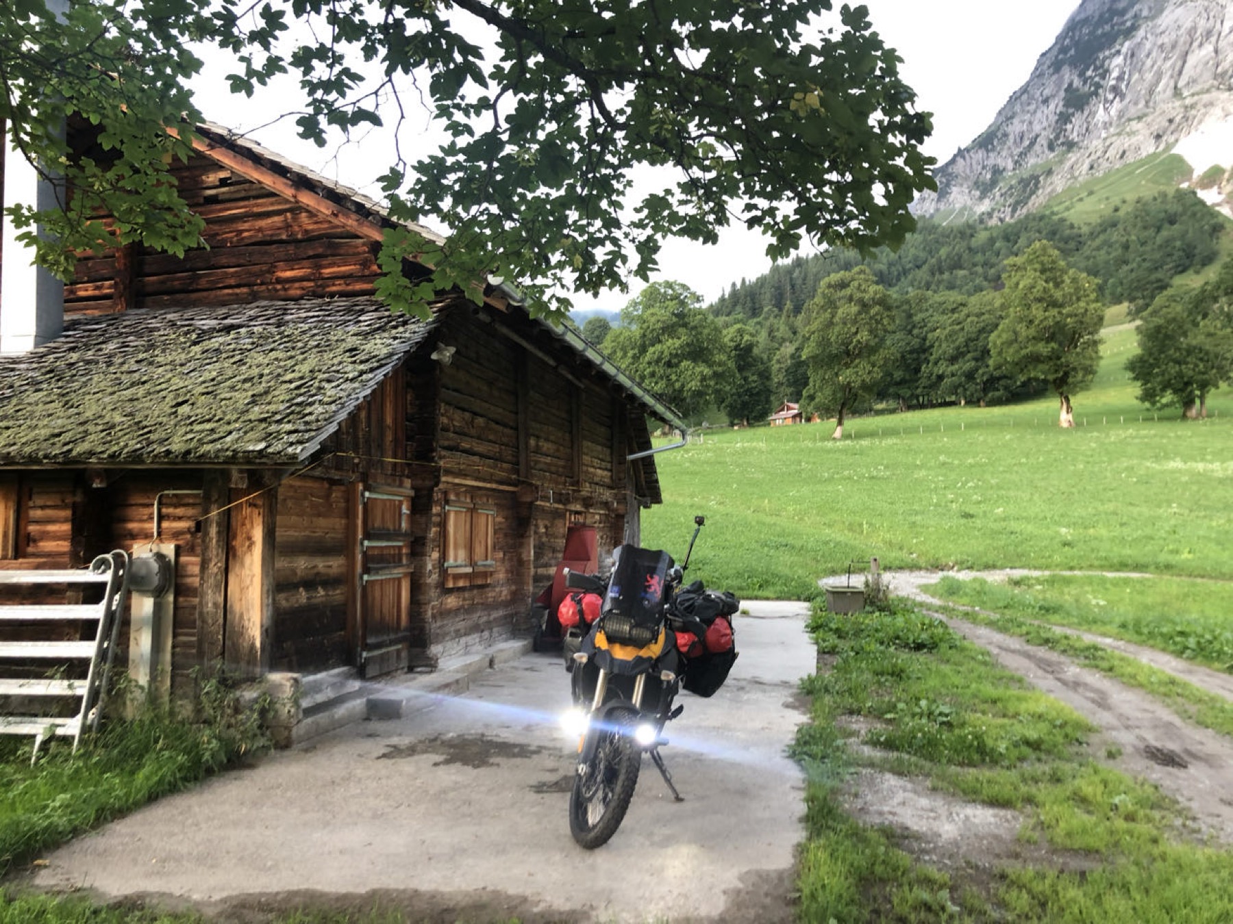 Swiss cows beside the road