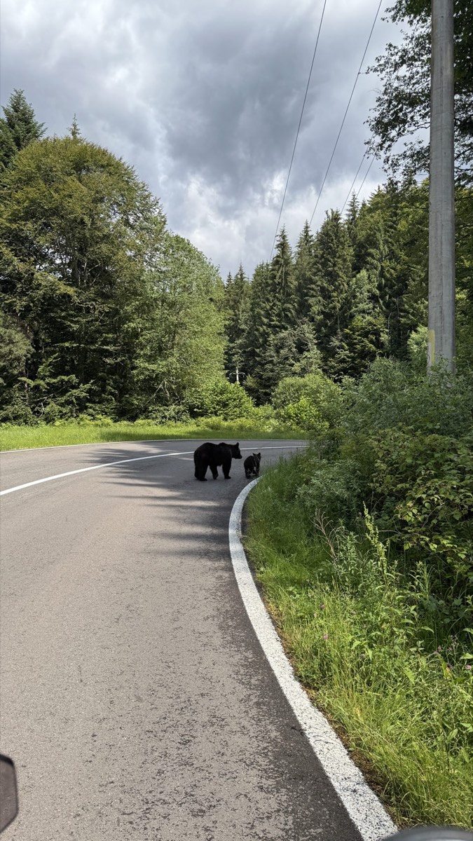 A bear and a cub crossing the empty road between the trees
