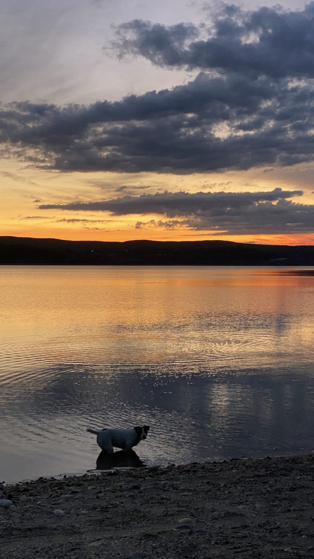 Sunset over the lake with Jacko standing in the shallows