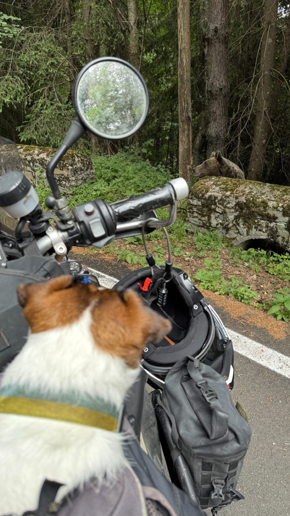 Jacko on the tank bag looking down a forest road