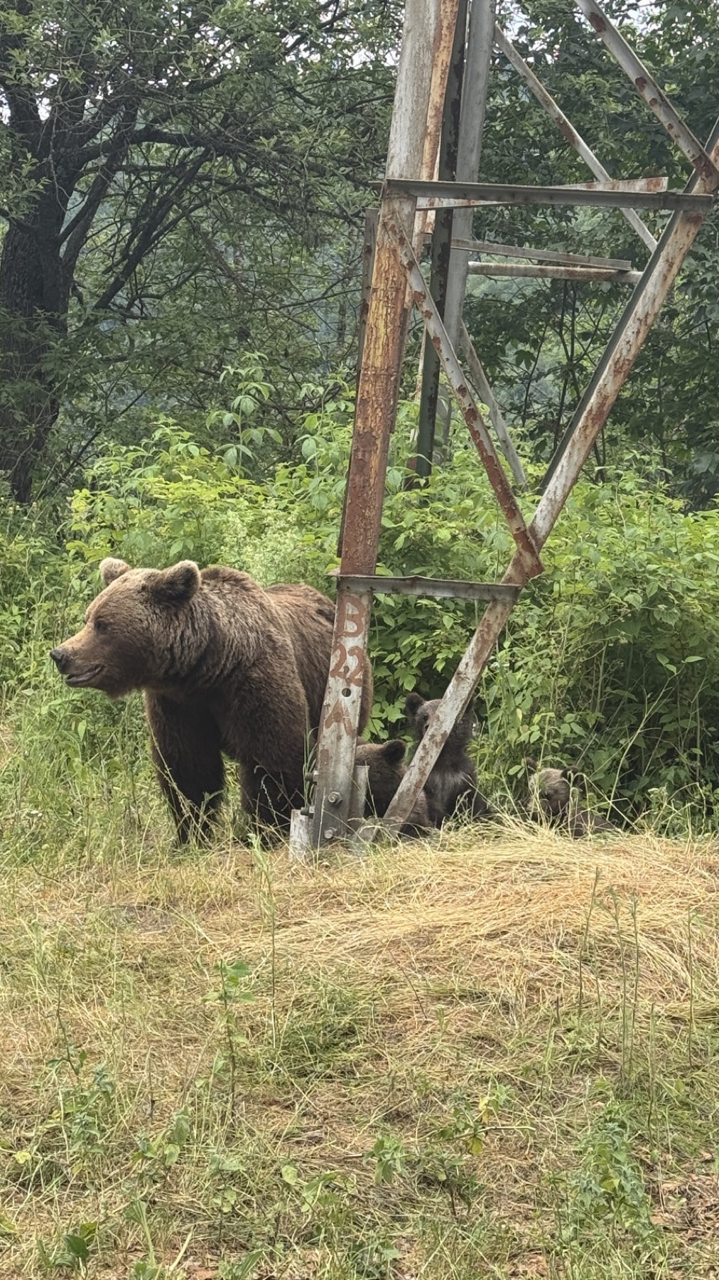 A large brown bear standing in grass beside a power line pole